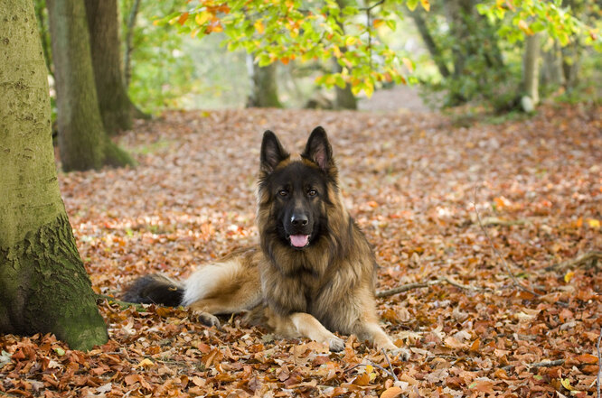 Німецька вівчарка