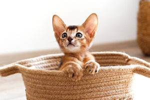 Породи кішок — природжених мисливців: хто найкраще справляється з гризунами?