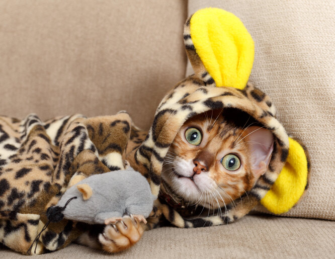 Прохання пограти