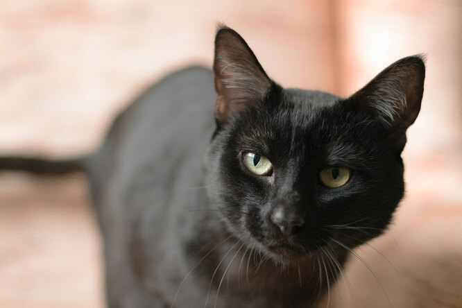 Що про кішок думали у стародавньому Єгипті