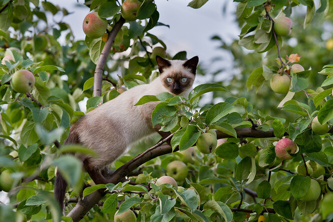 Сіамська кішка