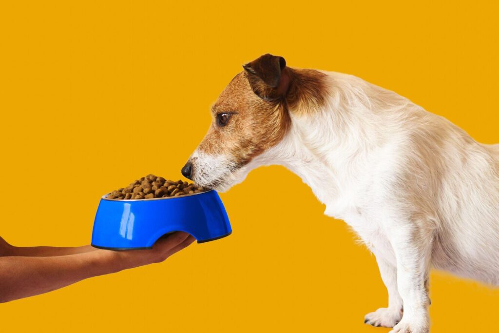 Як перевести кішку чи собаку на новий корм без неприємних наслідків?