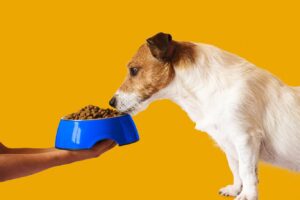 Як перевести кішку чи собаку на новий корм без неприємних наслідків?