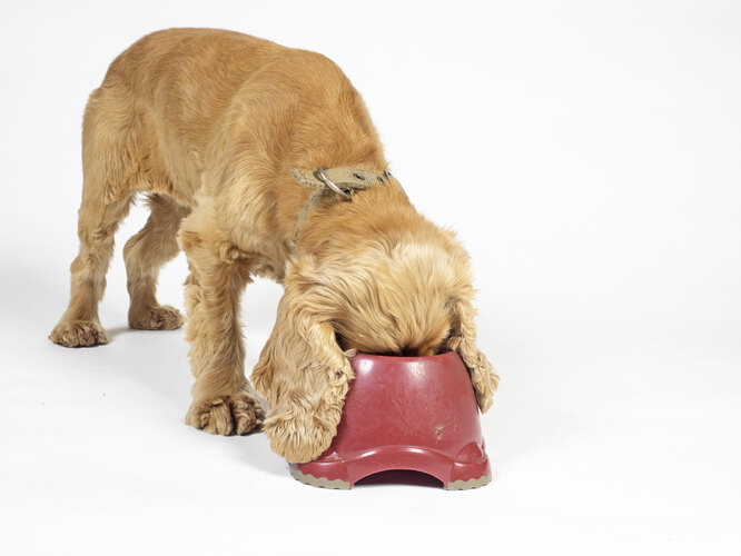 Як вибрати альтернативу?