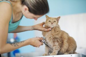 Яких кішок рекомендують стригти та яким стрижка протипоказана?