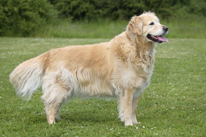 Золотистий ретривер