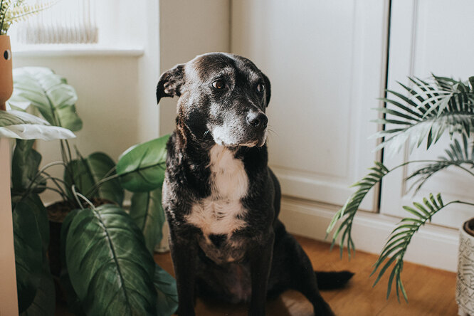 Що робити, щоб подовжити життя собаці?