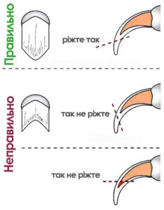 Як стригти собаці кігті / пазурі?