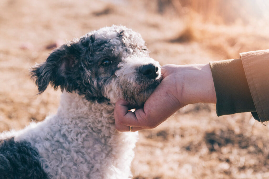 Які захворювання людини здатні відчути собаки?