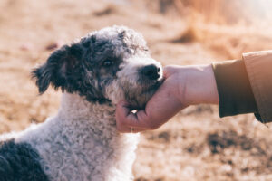 Які захворювання людини здатні відчути собаки?