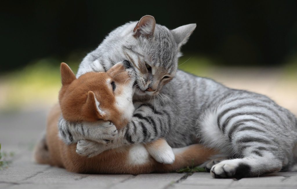 Сервіс натурального харчування для собак та котів / кішок