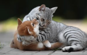 Сервіс натурального харчування для собак та котів / кішок