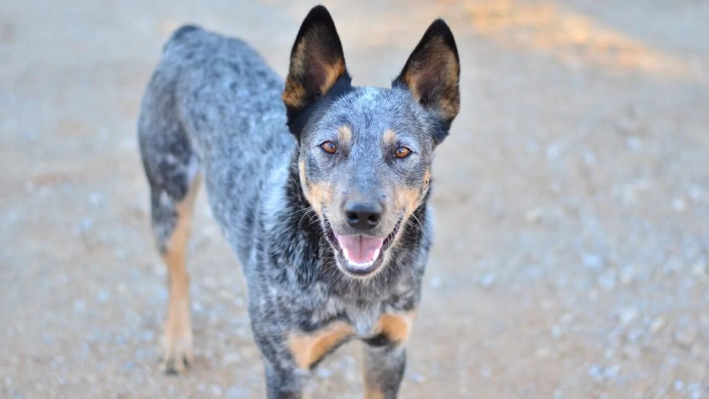 Австралійський короткохвостий пастуший собака.