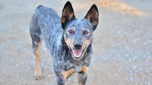 Австралійський короткохвостий пастуший собака.