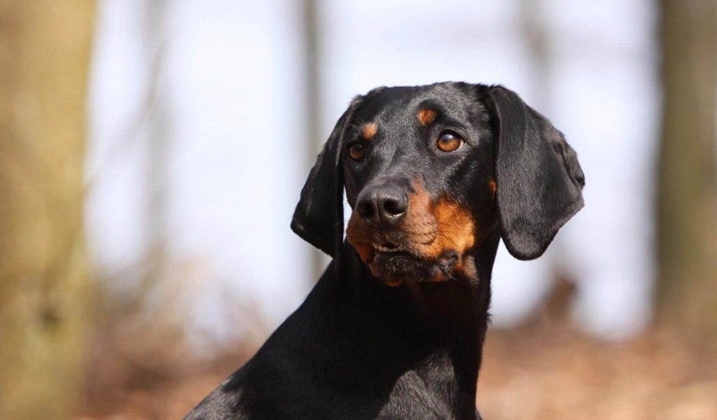 Австрійський гончак.