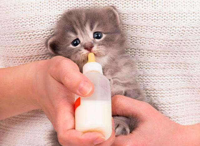 Чи можна висловухим кошеням давати молоко?