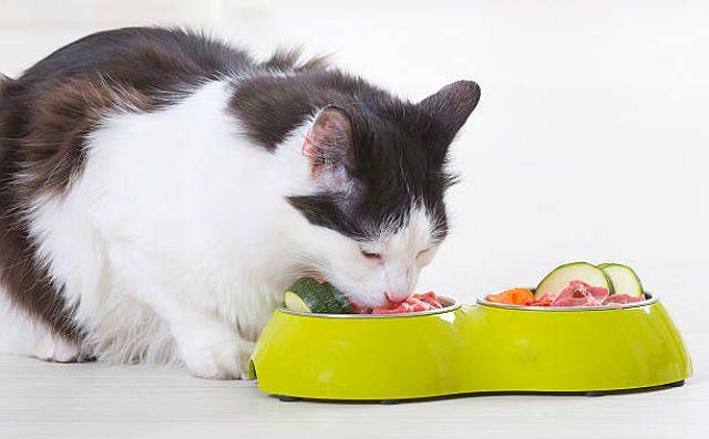 Овочі в раціоні котів