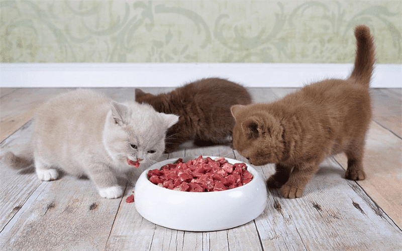 М'ясо, субпродукти та тваринний жир для кошенят