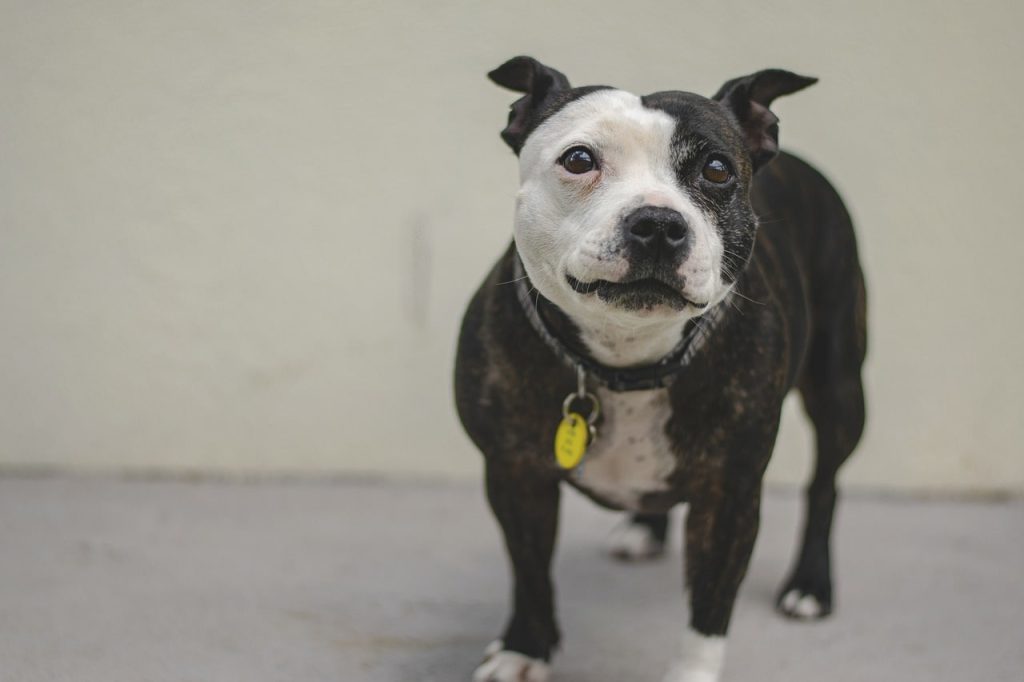 Алергія на собак і гіпоалергенні породи собак.