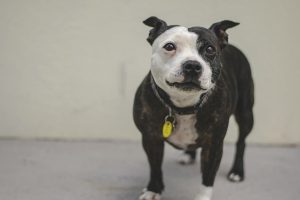 Алергія на собак і гіпоалергенні породи собак.