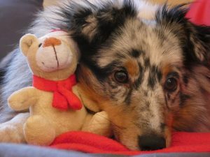 Іграшки для собак своїми руками: переваги, недоліки та відео ідеї варіантів.