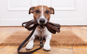 Повідець чи рулетка: вибір оптимальної амуніції для собаки.