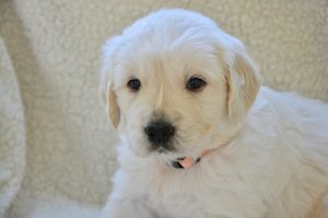 У домі з’явилося цуценя: що купити для цуценяти та особливості догляду за цуценям.