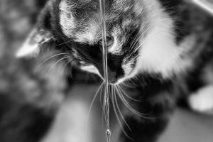 У мого кота зневоднення?