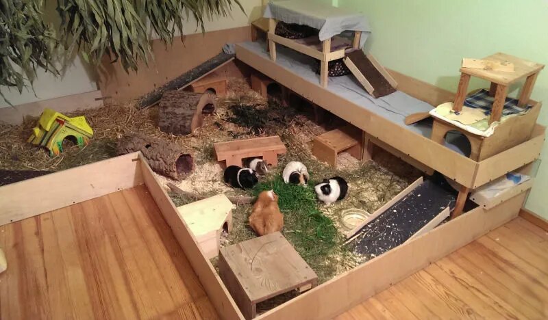 Вольєр для морської свинки