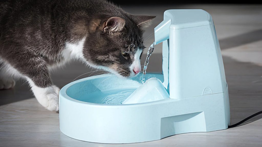 Скільки води потрібно пити собакам і кішкам? Остерігайтеся зневоднення!