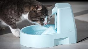 Скільки води потрібно пити собакам і кішкам? Остерігайтеся зневоднення!