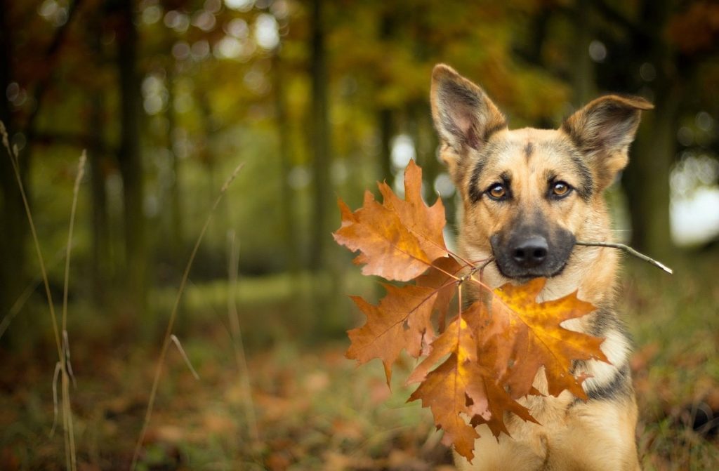 Турботи осені: як піклуватися про вашого пухнастого друга в період демісезону?