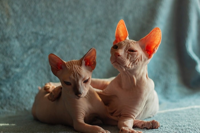 «Дончак», або донський сфінкс