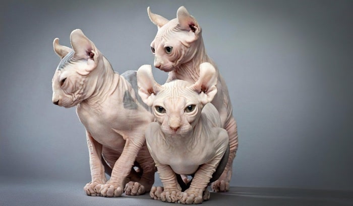 Ельф і девельф