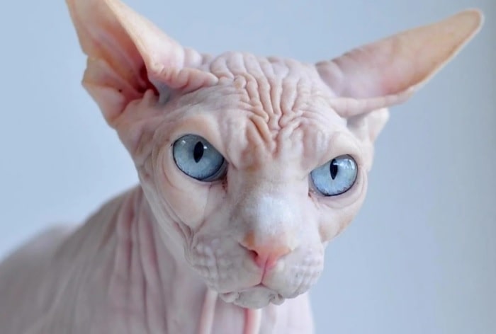 Гавайська безшерста, або кохона