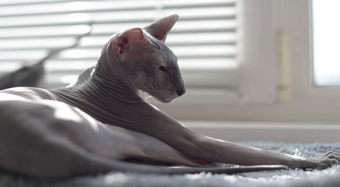 Петерболд, або петербурзький сфінкс