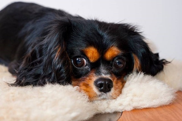 Кавалер-кінг-чарльз-спаніель