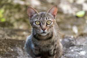 Котячий сказ: способи передачі, ознаки, діагноз і профілактика.