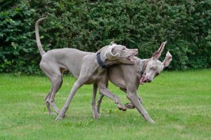 Що необхідно знати про в’язку собак?
