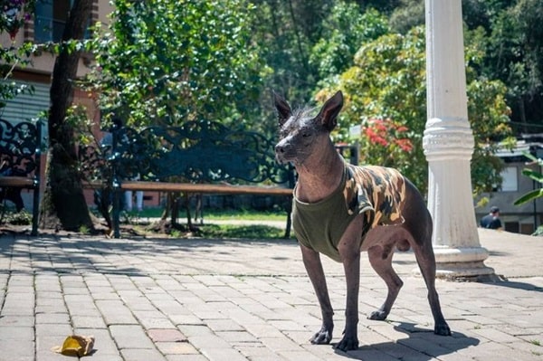 Африканський голий собака