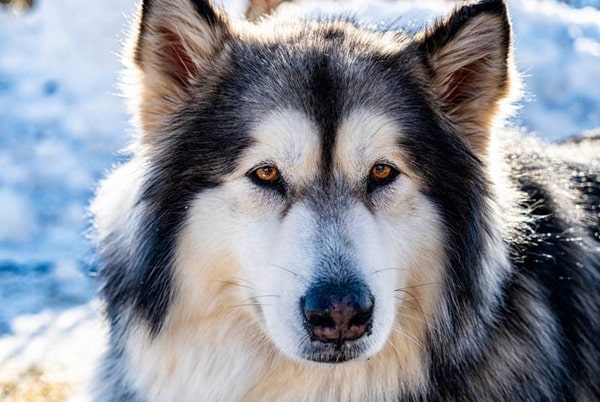 Аляскинський маламут