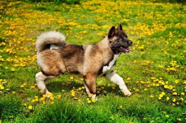 Американська акіта