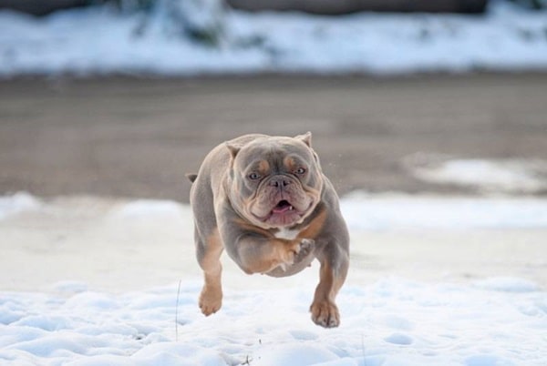 Американський буллі