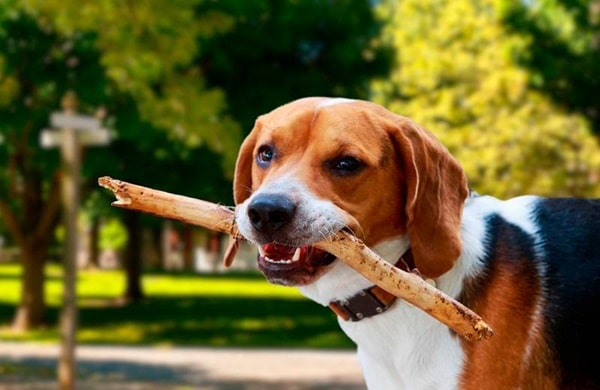 Американський фоксхаунд