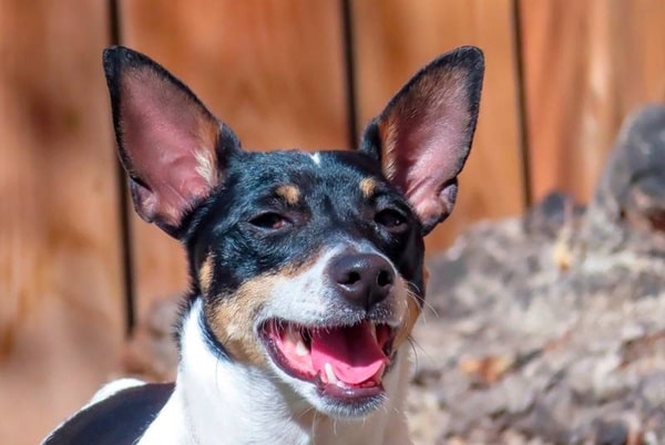 Американський той-фокстер'єр