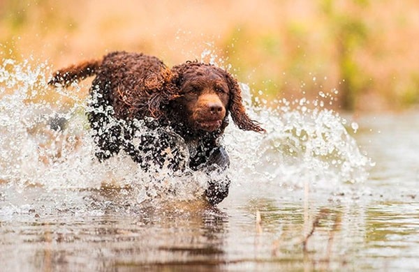 Американський водяний спанієль