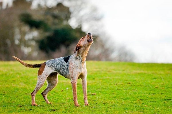 Англійський єнотовий гончак