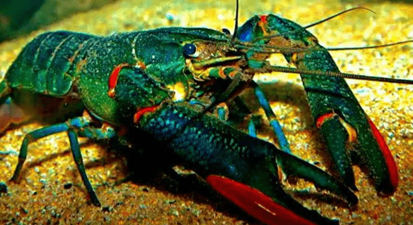 Австралійський червоноклешневий рак