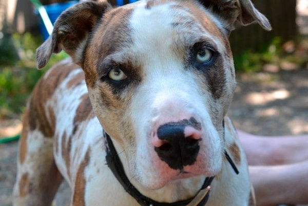 Бульдог Катахули