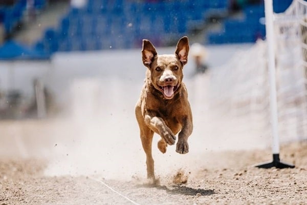 Чесапік-бей-ретривер